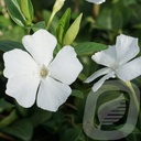 Vinca minor 'Colada'