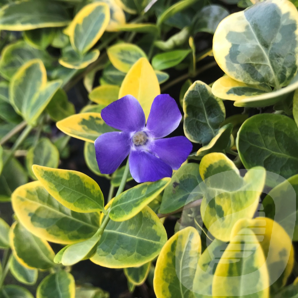 Vinca minor 'Blue and Gold'