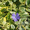 Vinca minor 'Blue and Gold'