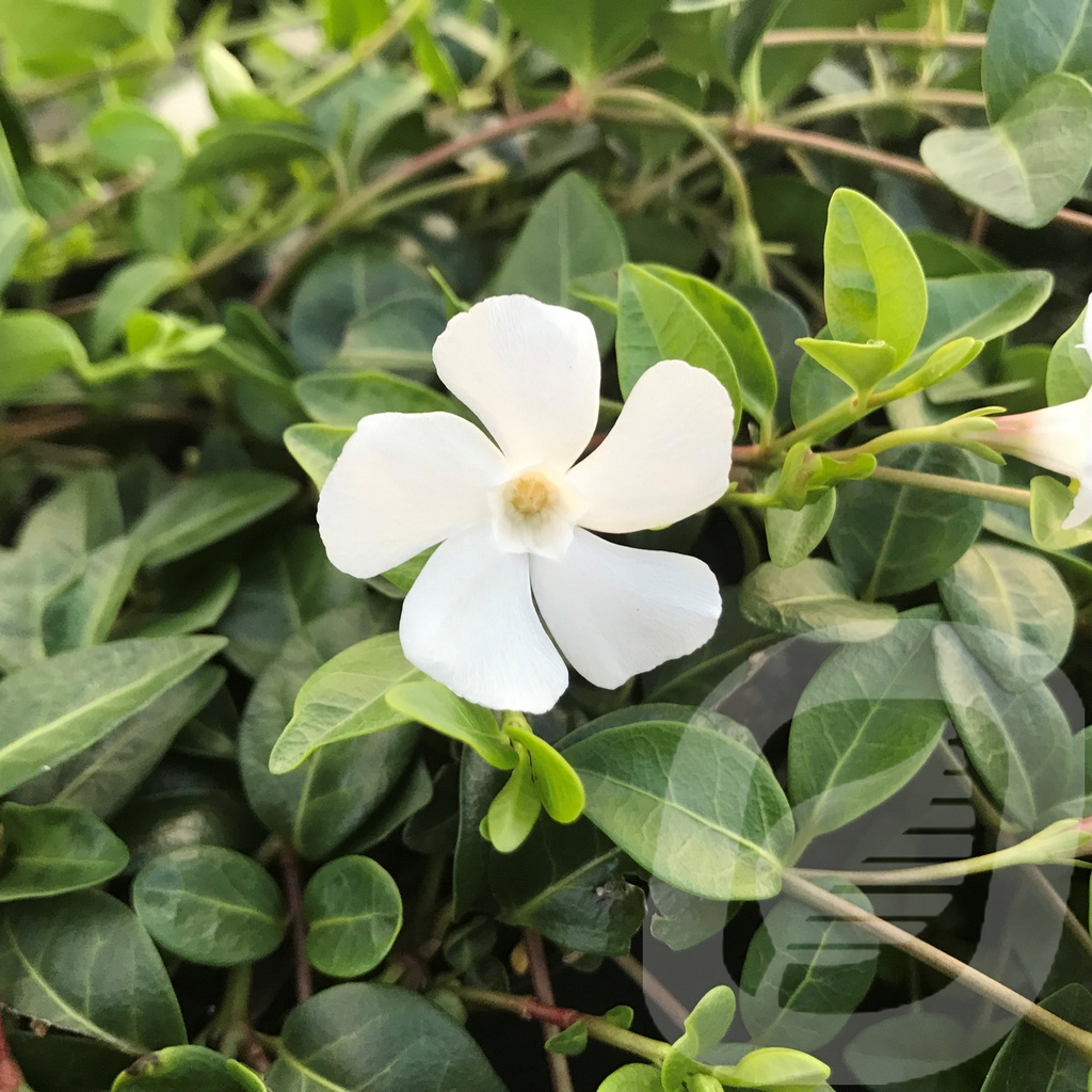 Vinca minor 'Alba'