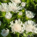 Stokesia 'Divinity'®