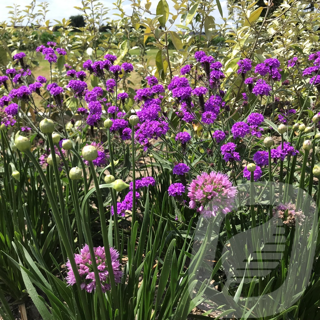 Verbena rigida 'Venosa'