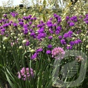 Verbena rigida 'Venosa'