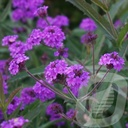 Verbena rigida 'Venosa'