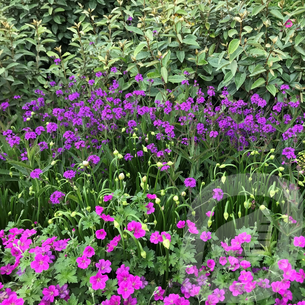Verbena rigida 'Venosa'