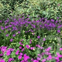 Verbena rigida 'Venosa'