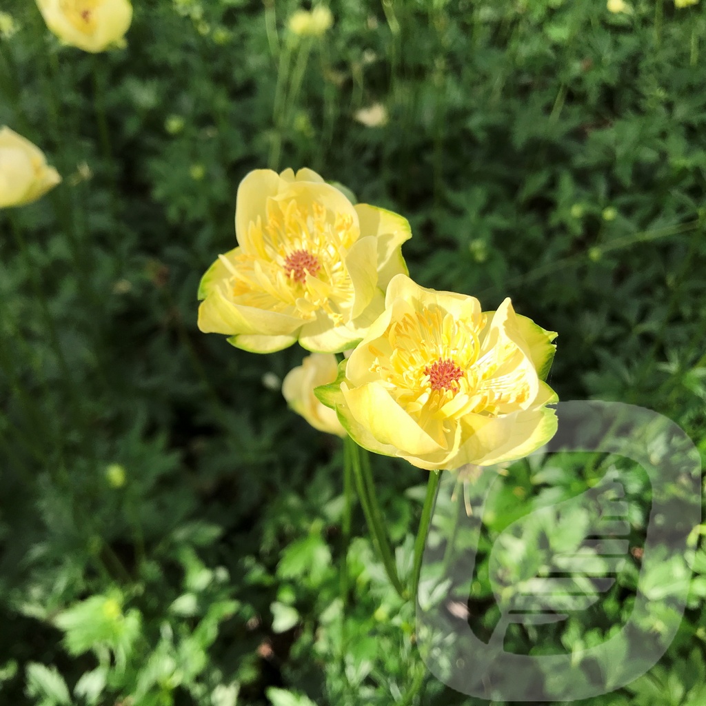 Trollius 'Cheddar'