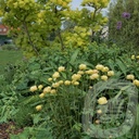 Trollius 'Cheddar'