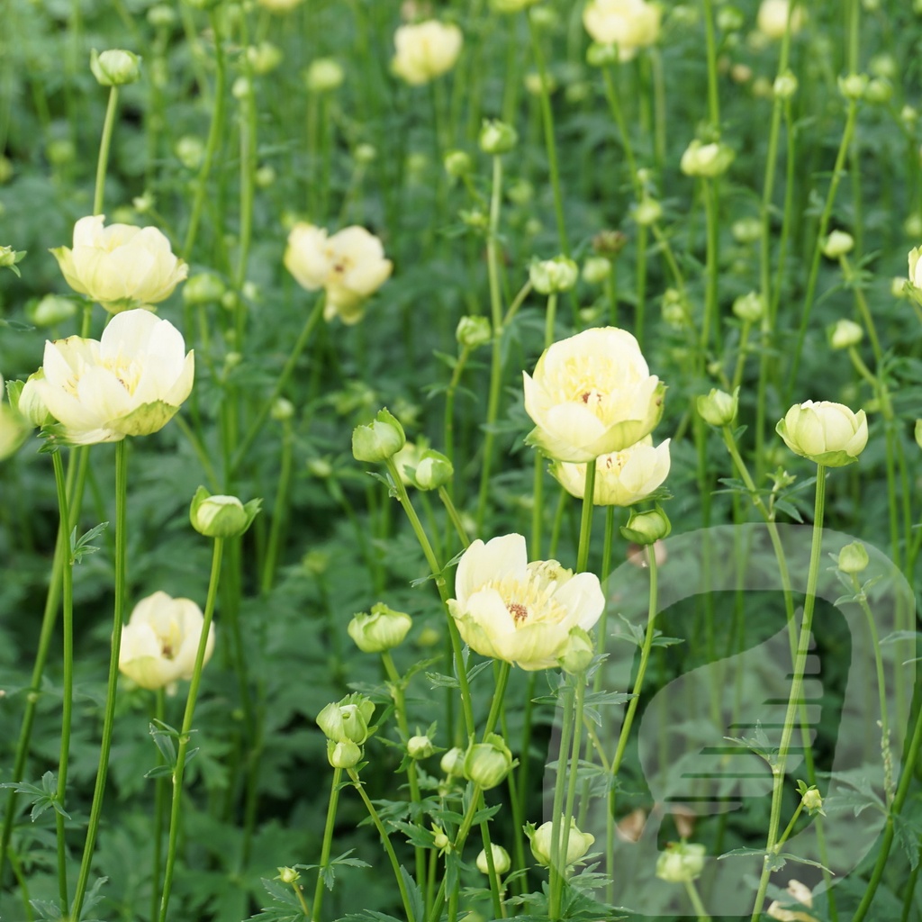 Trollius 'Cheddar'