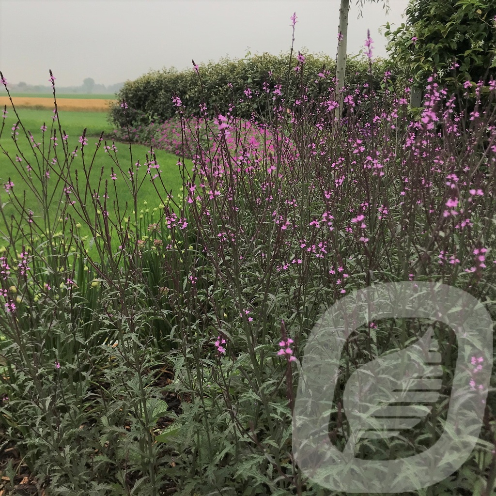 Verbena off. 'Bampton'