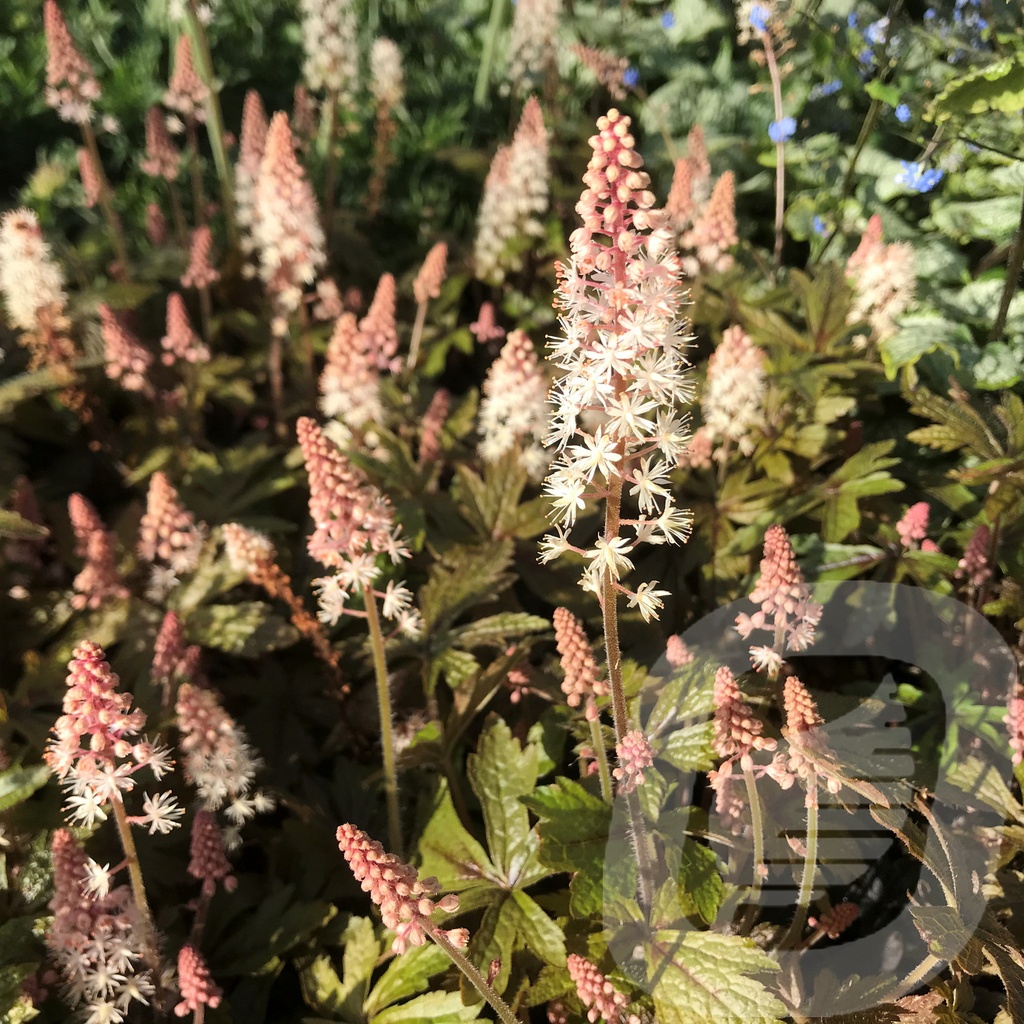 Tiarella 'Sugar & Spice'®