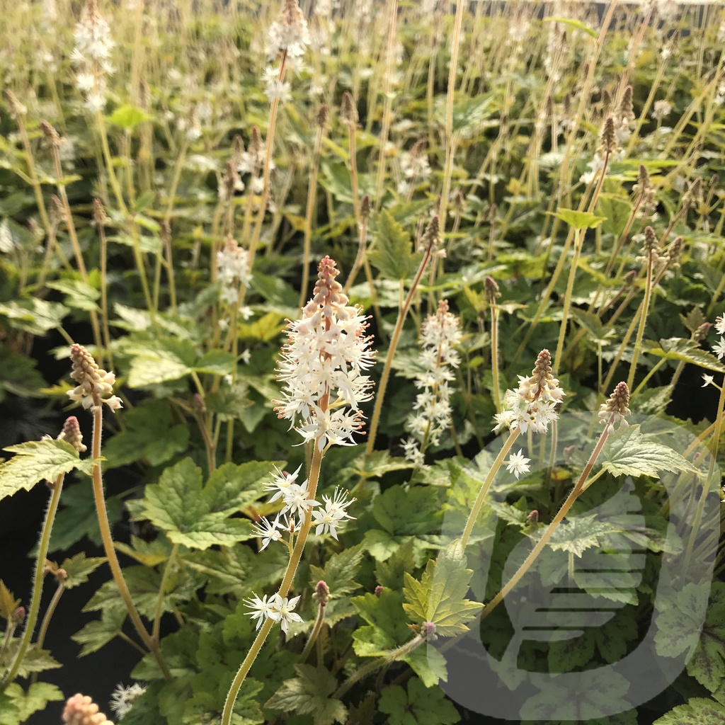 Tiarella 'Running Tiger'®