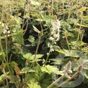 Tiarella 'Running Tiger'®