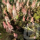 Tiarella 'Pink Skyrocket'®