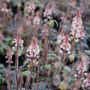 Tiarella 'Pink Skyrocket'®