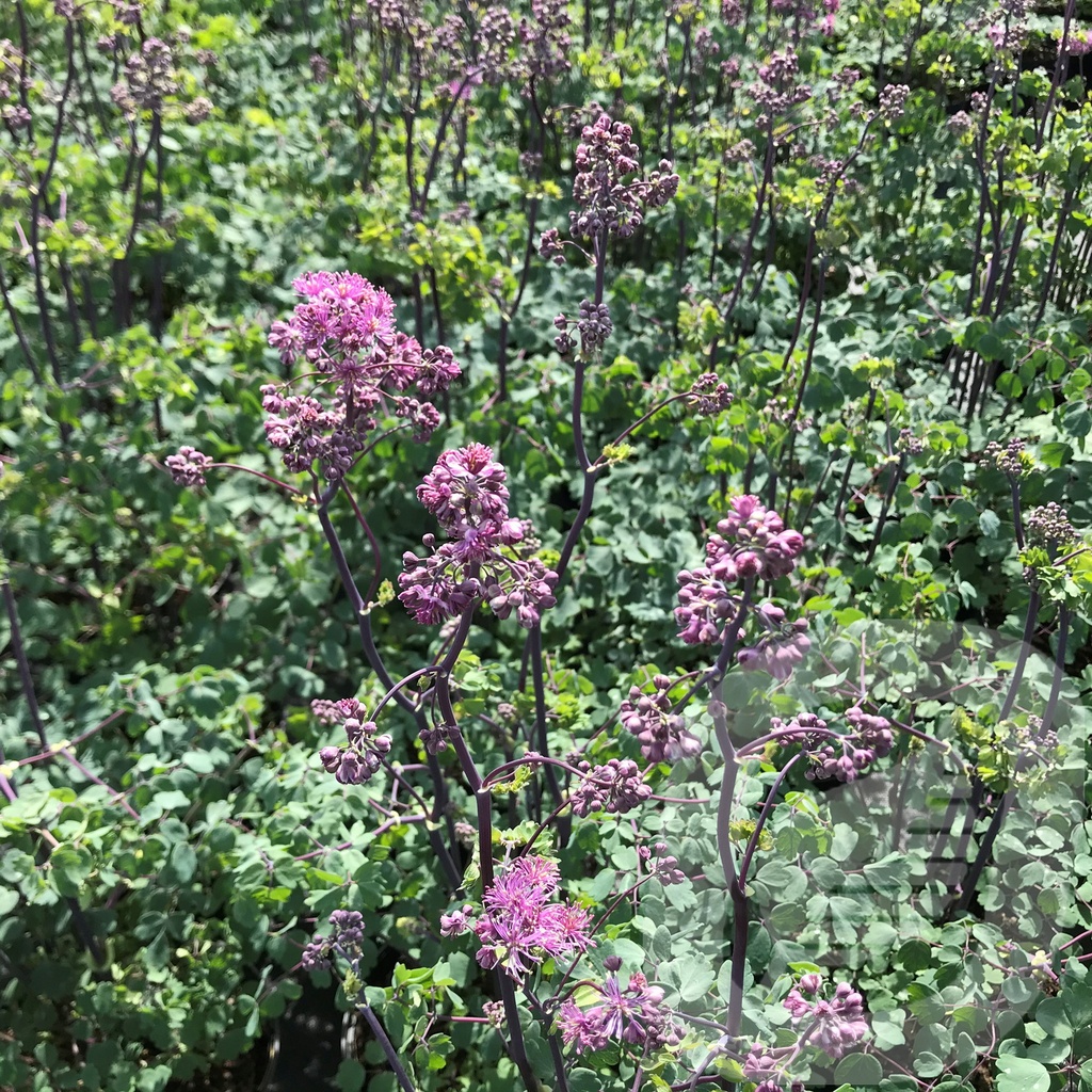 Thalictrum 'Little Pinkie'®