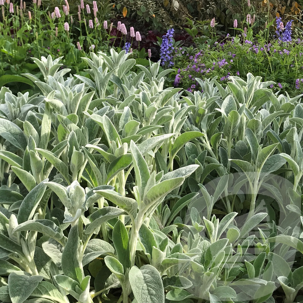 Stachys byzantina 'Silver Carpet'