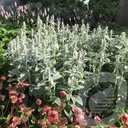 Stachys byzantina 'Silver Carpet'