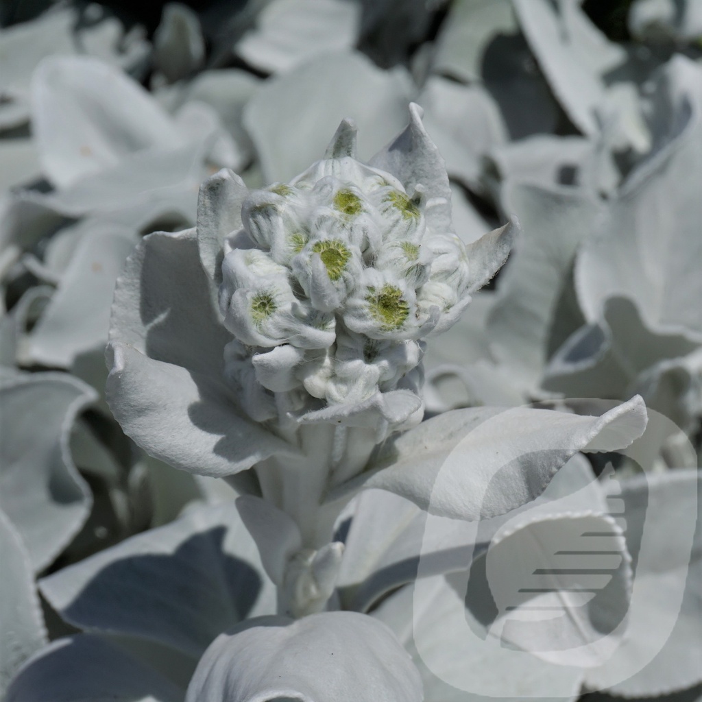 Senecio 'Angel Wings'®