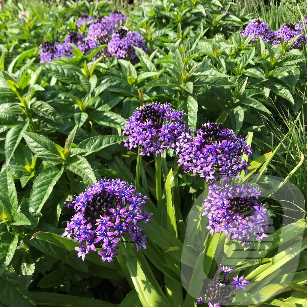 Scilla Peruviana