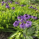 Scilla Peruviana