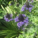 Scilla Peruviana