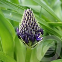Scilla Peruviana