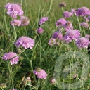 Scabiosa colum. 'Pink Mist'