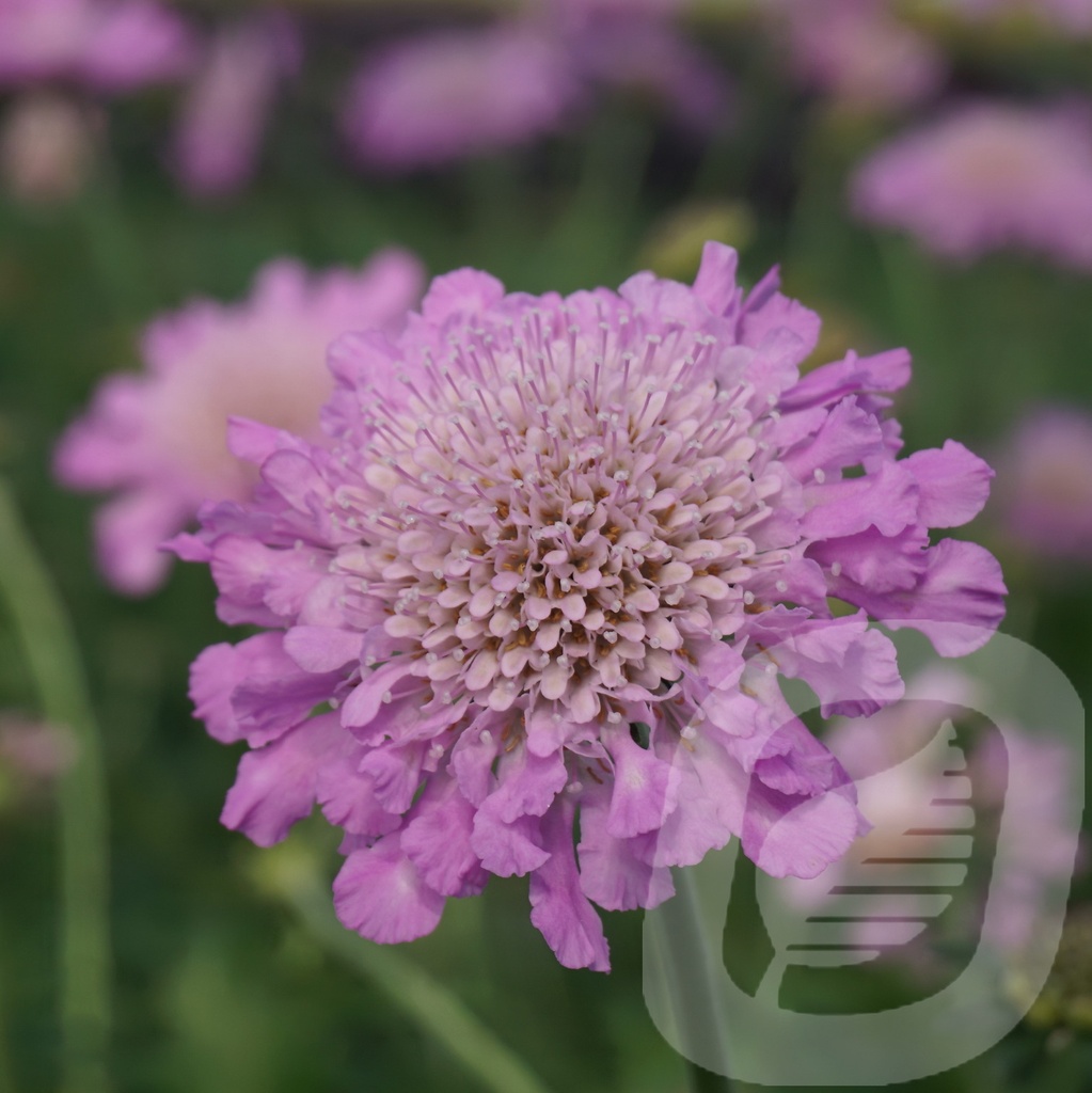 Scabiosa colum. 'Pink Mist'