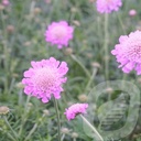 Scabiosa colum. 'Pink Mist'