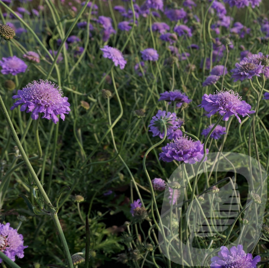 Scabiosa colum. 'Butterfly Blue'