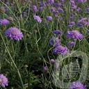 Scabiosa colum. 'Butterfly Blue'