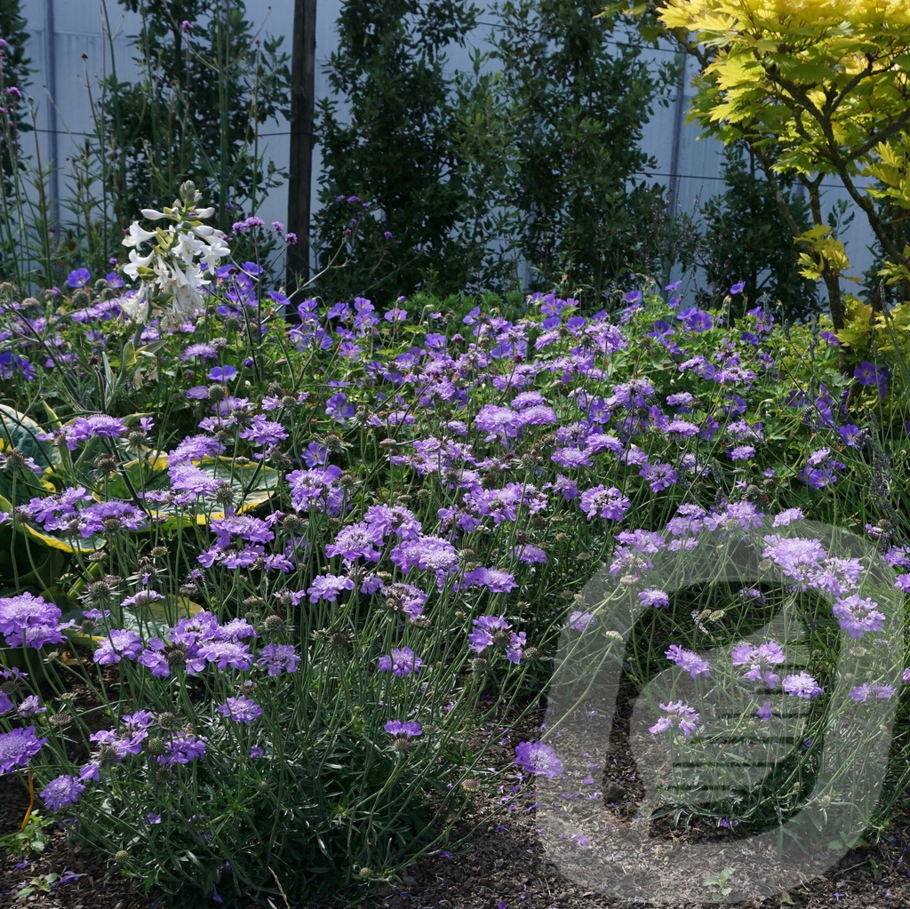 Scabiosa colum. 'Butterfly Blue'