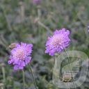 Scabiosa colum. 'Butterfly Blue'