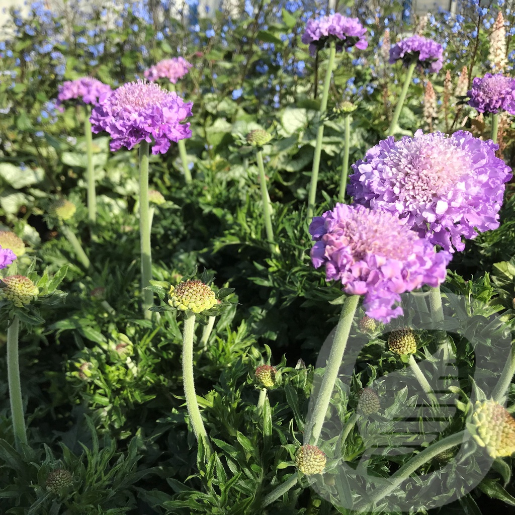 Scabiosa colum. 'Mariposa Blue'