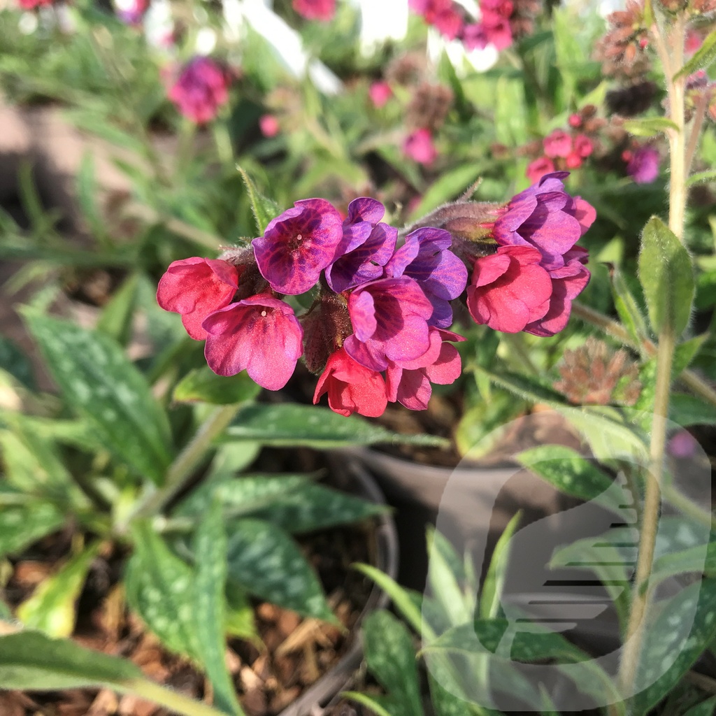 Pulmonaria 'Raspberry Splash'