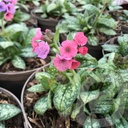 Pulmonaria 'Pretty in Pink'®