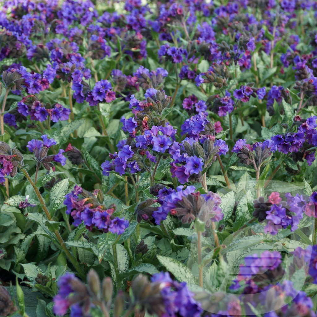 Pulmonaria 'Diana Clare'