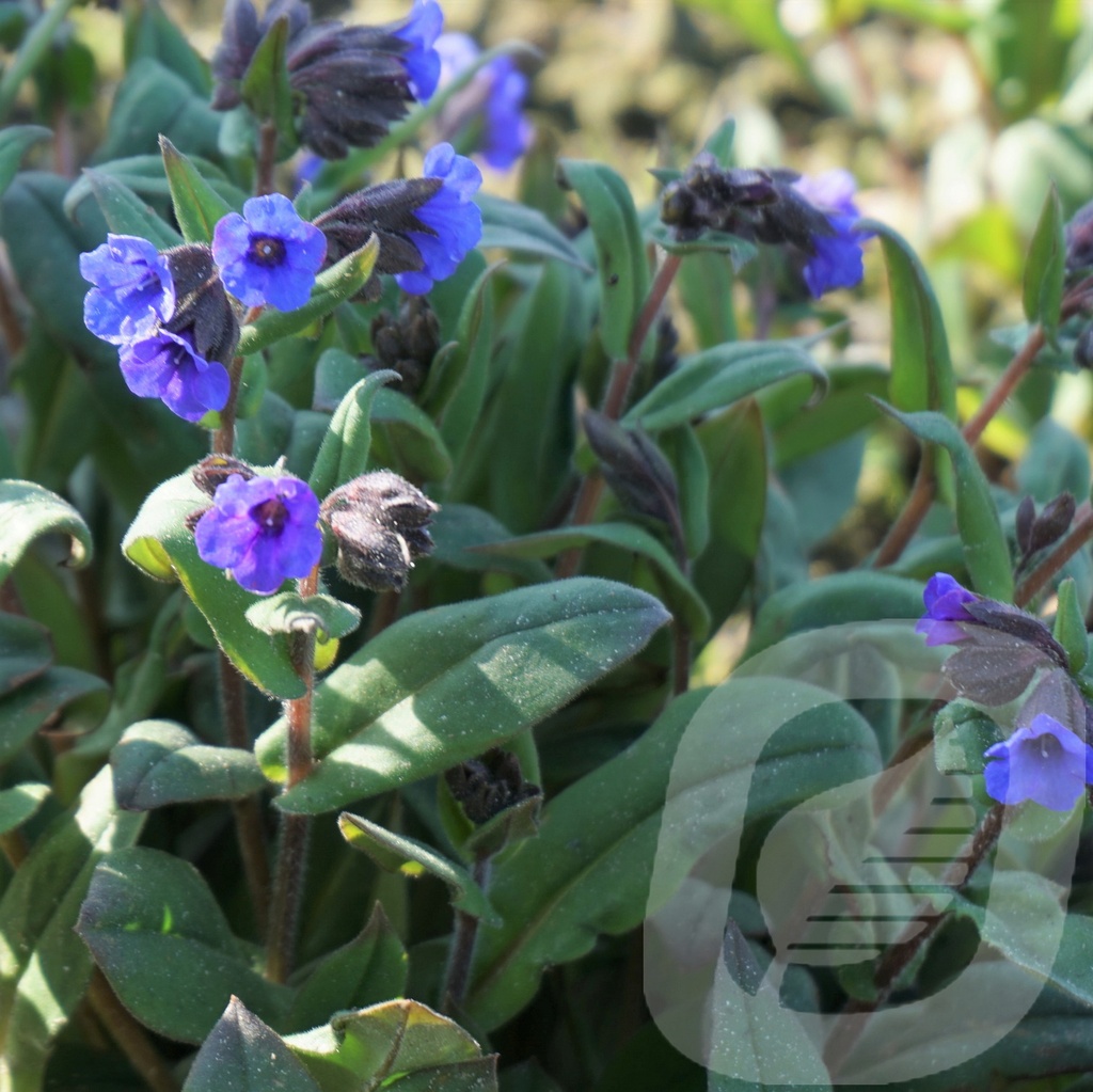 Pulmonaria 'Blue Ensign'