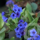 Pulmonaria 'Blue Ensign'