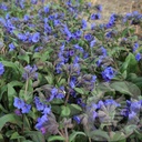 Pulmonaria 'Blue Ensign'