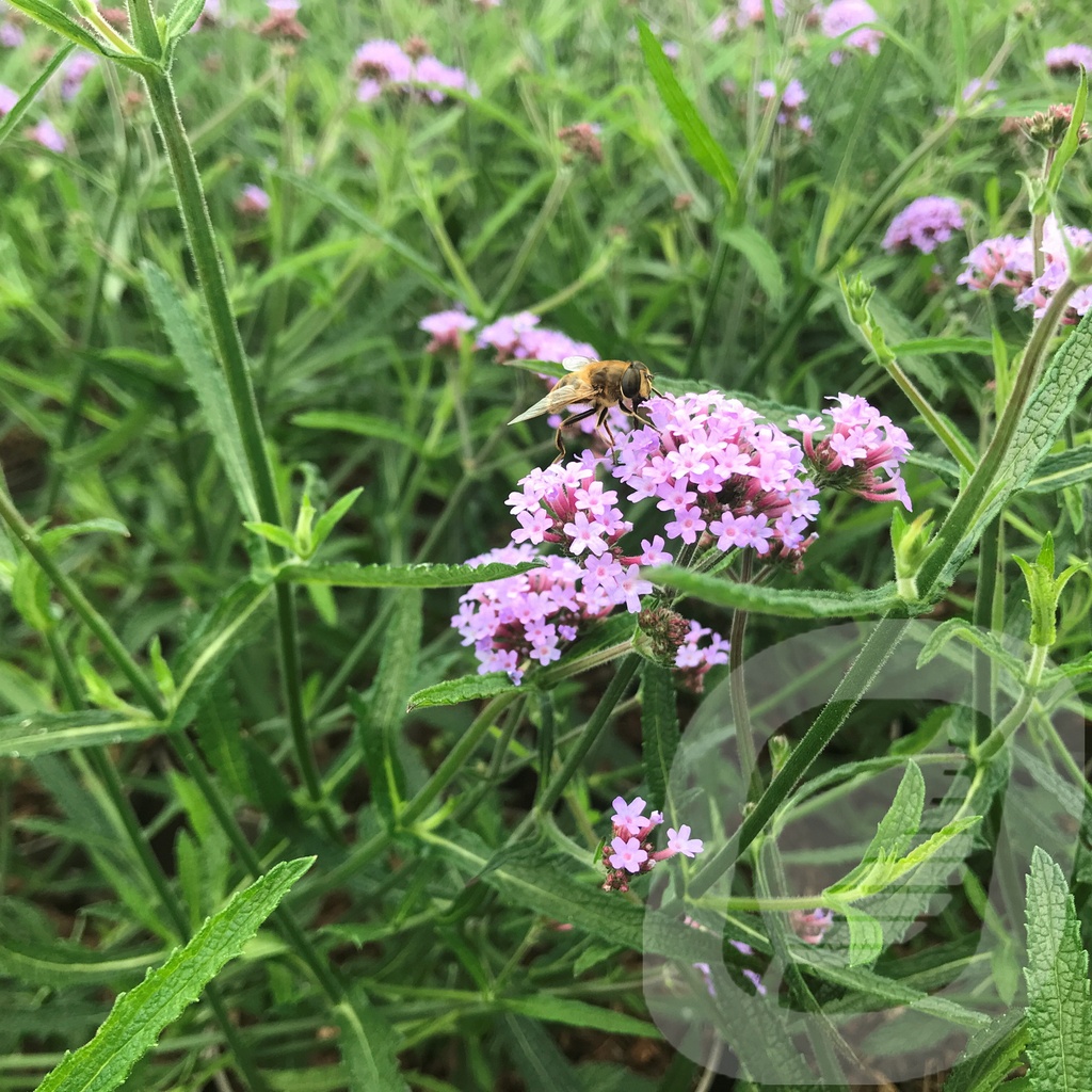 Verbena 'Lollipop'®