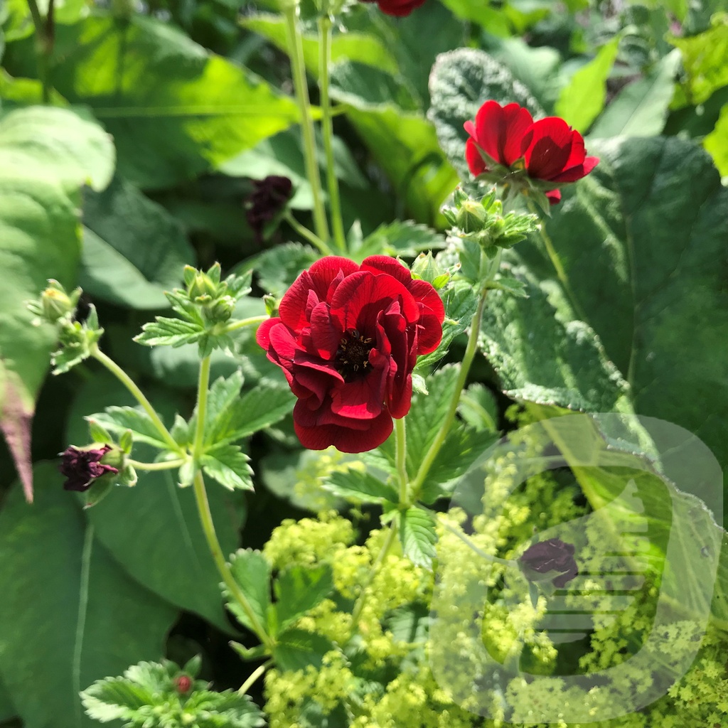 Potentilla hybr. 'Volcan'