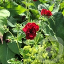 Potentilla hybr. 'Volcan'