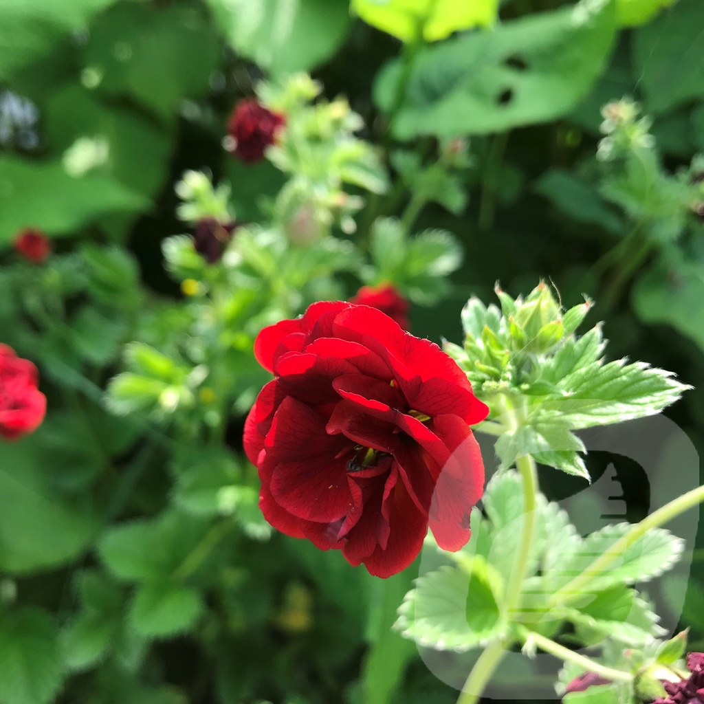 Potentilla hybr. 'Volcan'