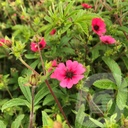 Potentilla nepalensis 'Ron Mc Beath'