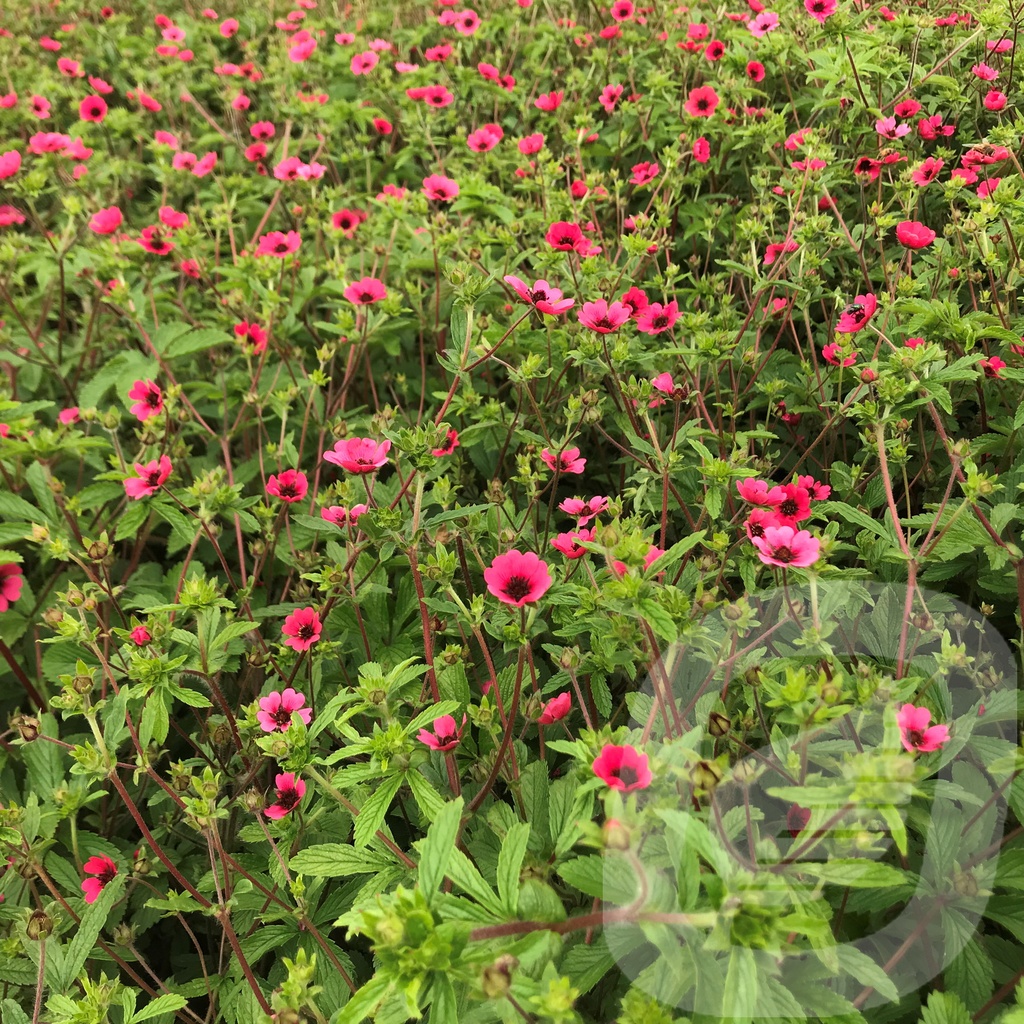 Potentilla nepalensis 'Ron Mc Beath'