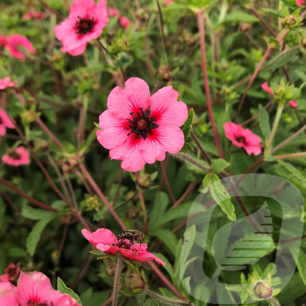 Potentilla nepalensis 'Miss Willmott'