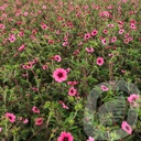 Potentilla nepalensis 'Miss Willmott'