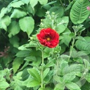 Potentilla 'Emilie'